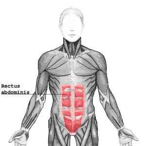 rectus_abdominis