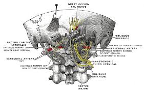 nervio-occipital