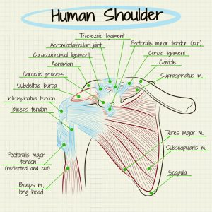 Anatomía del hombro