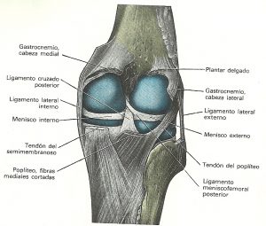 Articulación de la rodilla