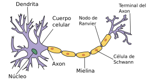 Esquema de una neurona