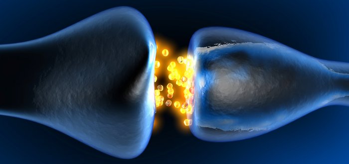 Neurotransmission in the Synapse