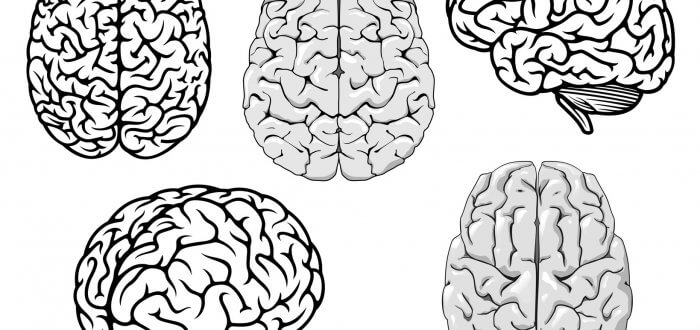 Black and white vector human brains
