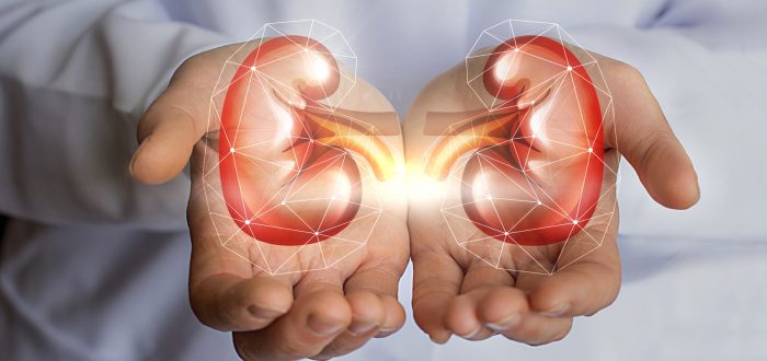 The doctor holds in his hands the kidney.
