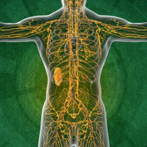 Sistema linfático - Linfedema