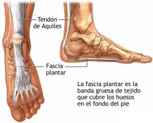 Fascia_plantar