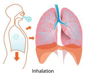 lungs-41562_640