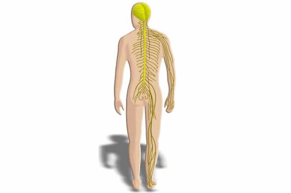 Fisioterapia respiratoria en lesiones medurales