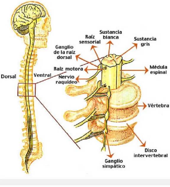 tipos de lesion en la medula espinal