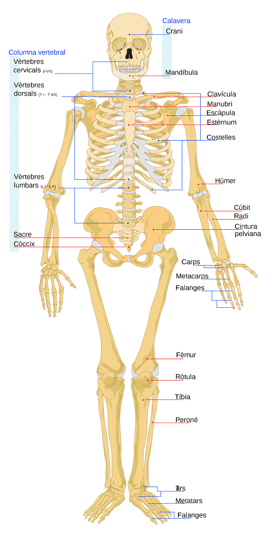 Lesión de cadera