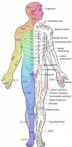 Dermatomas. Posibles radiculopatías.