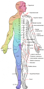 Dermatomas. Posibles radiculopatías. 