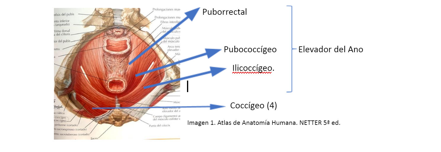 😳😳¿Qué es el prolapso en el suelo pélvico? ▻Tratamiento adecuado en  fisioterapia 